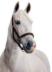 Horses}