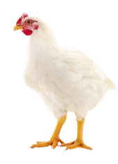 Poultry