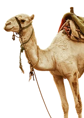 Camel}