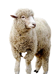 Sheep}